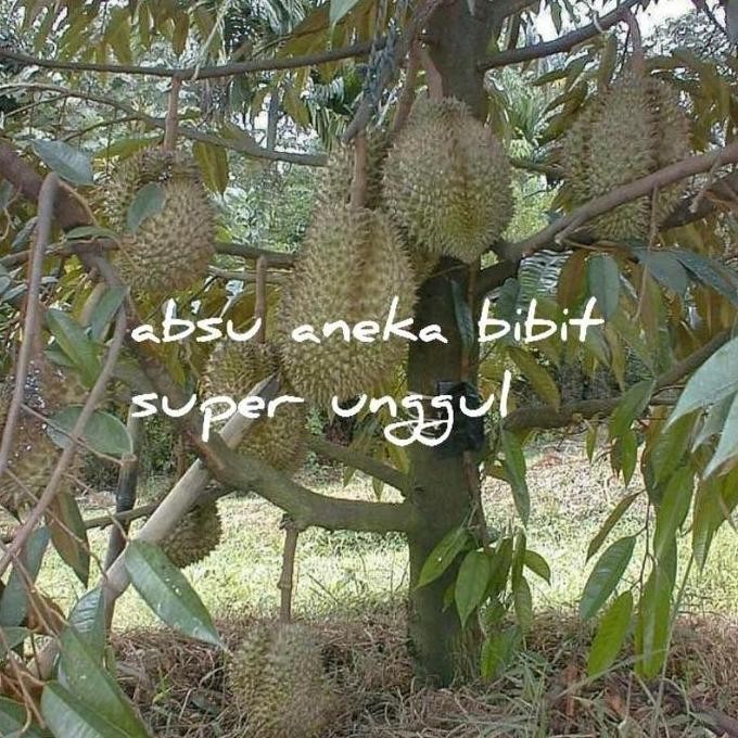 

Terlaris Bibit Durian Musangking 50 -60 Cm Okulasi Cpt Berbuah Bisa Tabulampot
