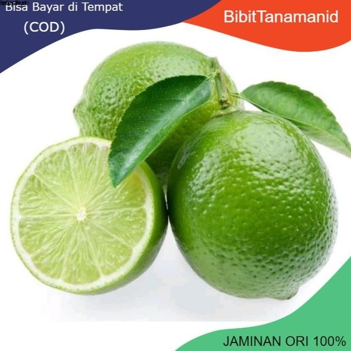 

Terlaris Bibit Jeruk Nipis Okulasi Tanaman Dalam Pot ( Bisa Cod )