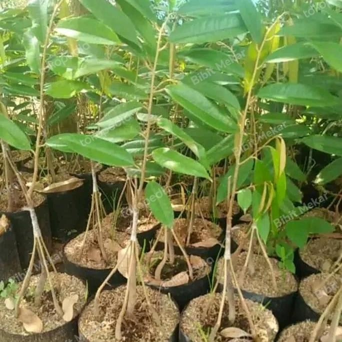 

Terlaris Bibit Pohon Durian Musangking Kaki 4