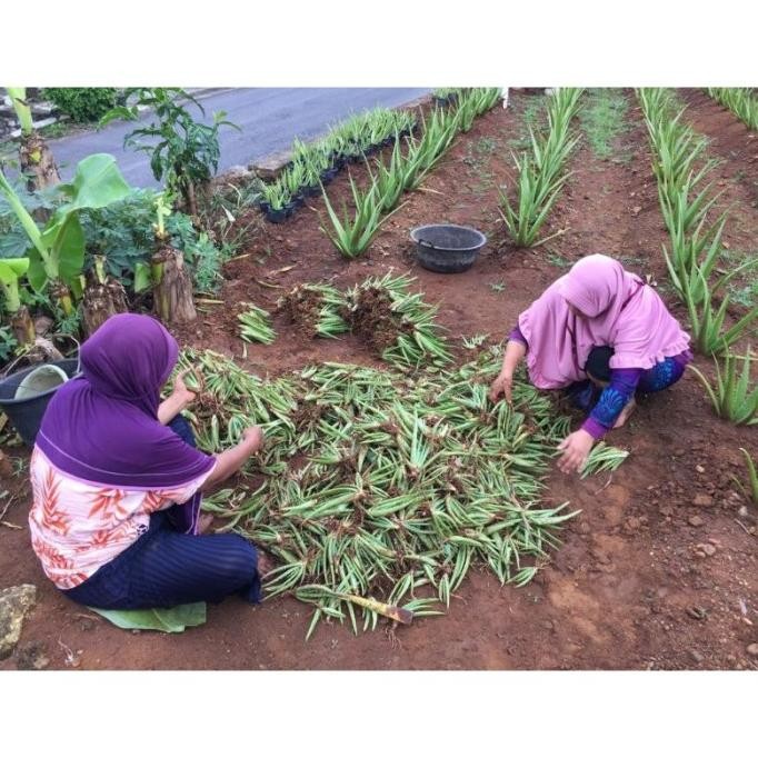 

Terlaris Bibit Lidah Buaya Aloe Vera Aloevera Jenis Jumbo Chinens Rgbhoz 9691Gl