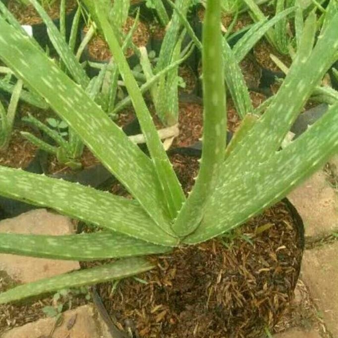 

Terlaris Bibit Tanaman Lidah Buaya Jrahur 1472Me