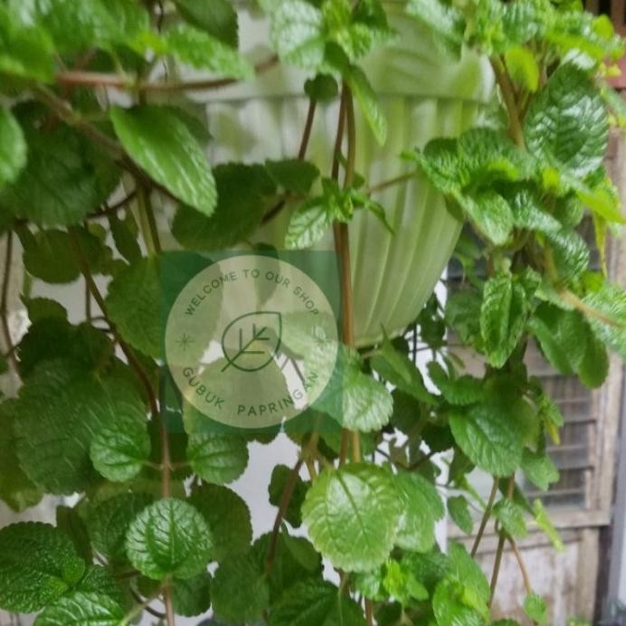 

Terlaris New [100G] Bibit Tanaman Rambat Gantung Daun Mint Hidup Berakar Promo