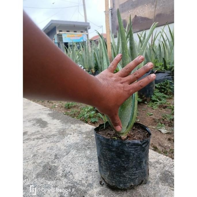 

Terlaris Bibit Lidah Buaya Barbadensis Deyyru 5841Ua