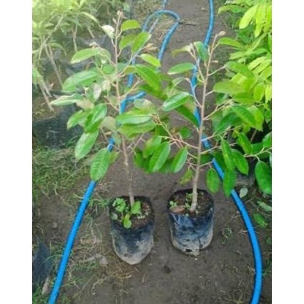 

Terlaris Paket Bibit Tanaman Buah Durian 3 Macam