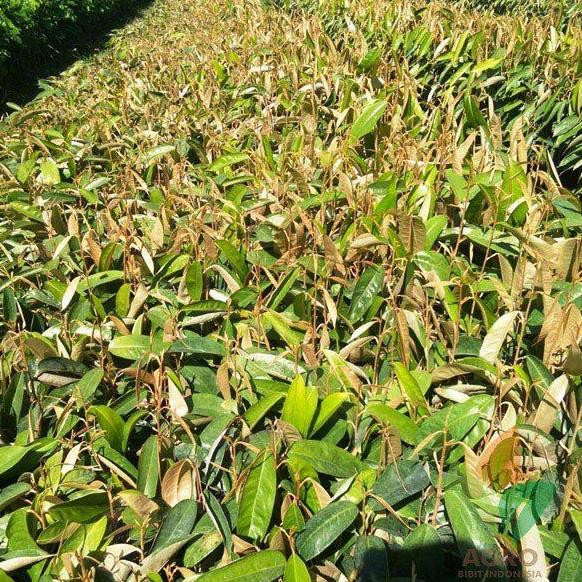 

Terlaris Bibit Durian Seedling Asal Biji | Bahan Okulasi Sambung Pucuk