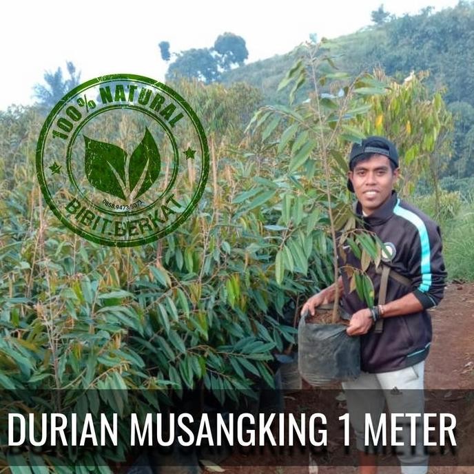 

Terlaris Bibit Durian Musangking 1 Meter