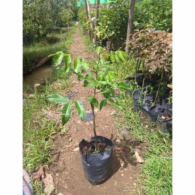 

Terlaris [Berbuah] Bibit Kelengkeng Aroma Durian Berbunga/Berbuah