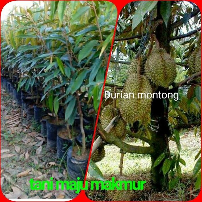 Terlaris Bibit Durian Montong Hijau