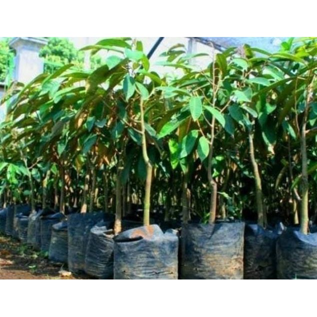 

Terlaris Bibit Durian Bawor
