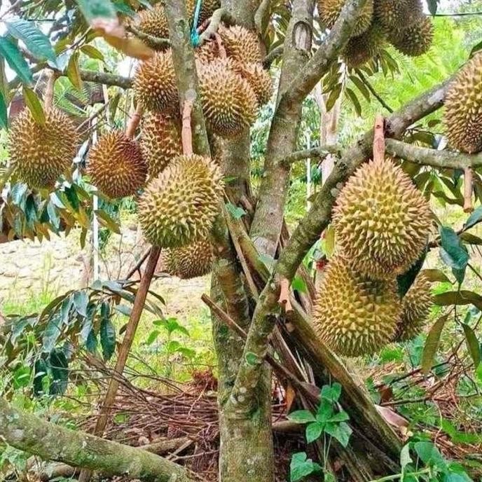 

Terlaris Bibit Durian Monthong Cepat Berbuah