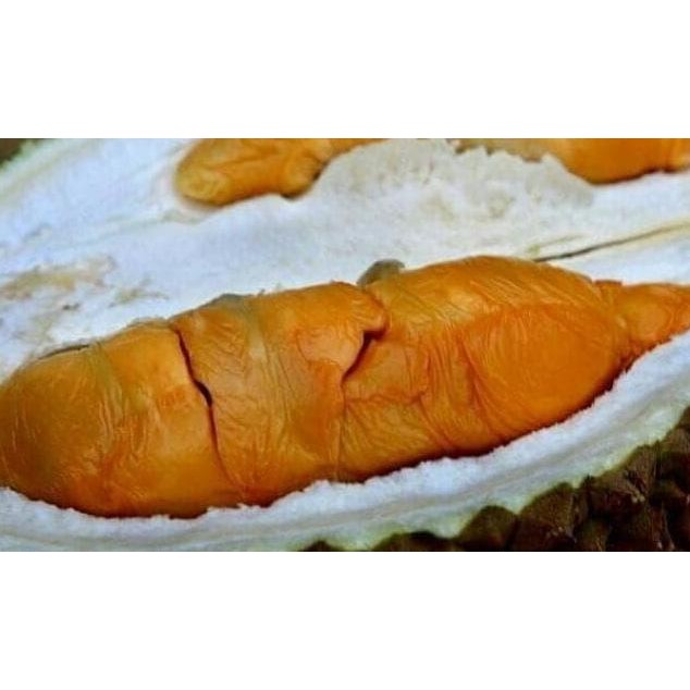 

Terlaris ^U* Bibit Tanaman Buah Durian Read Prawn Uk1