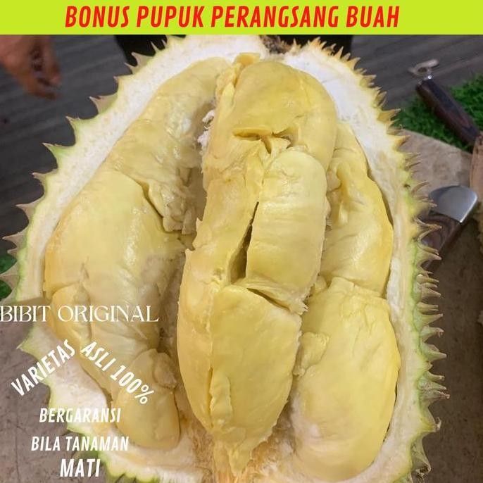 

Terlaris Bibit Pohon Buah Durian Musangking Kaki 3 Ukuran 1 Meter Cepat Berbuah