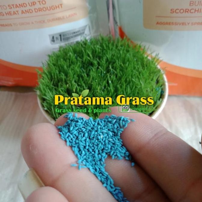 || BANANA / Benih rumput Swiss - bibit rumput Swiss - benih bibit rumput taman ||~~~