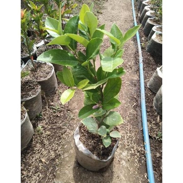 

Terlaris Bibit Jeruk Nipis(Beli 3 Pcs Gratis 100 Gram Pupuk Npk)