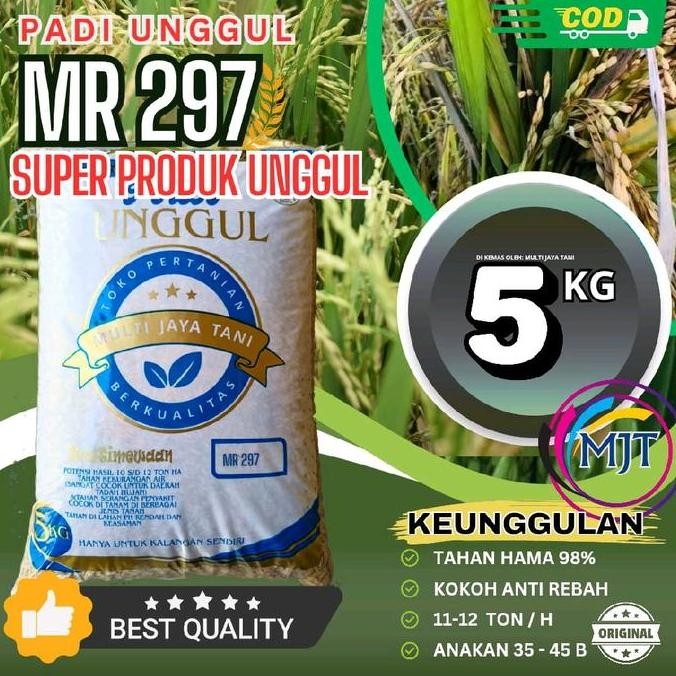 || BANANA / Benih Padi MR 297 5kg - Jenis Padi Terbaru dengan Kualitas Terbaik - Tanaman ||~~~