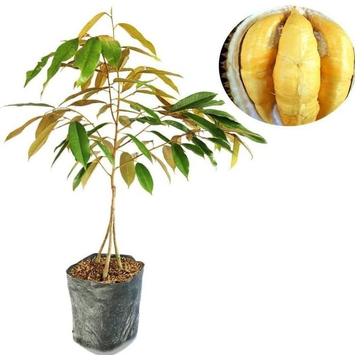 

Terlaris Bibit Tanaman Buah Durian Montong Kaki 3