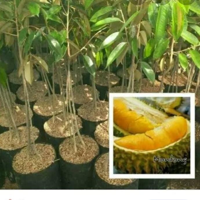 

Terlaris Bibit Durian Montong Kaki3