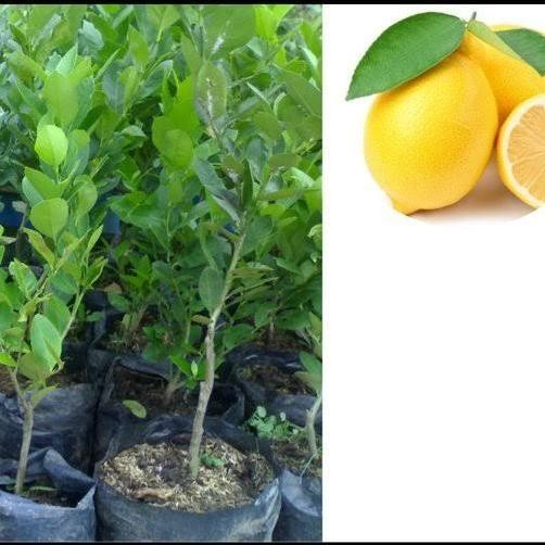 

Terlaris Bibit Pohon Jeruk Nipis,Bibit Pohon Jeruk Nipis Original Tabulan Pot