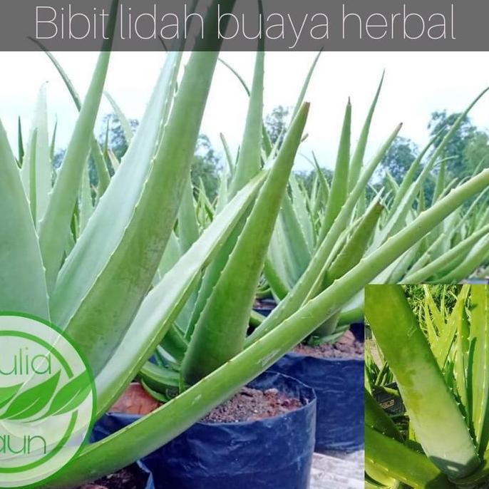 

Terlaris Bibit Tanaman Lidah Buaya/Aloe Vera/Herbal