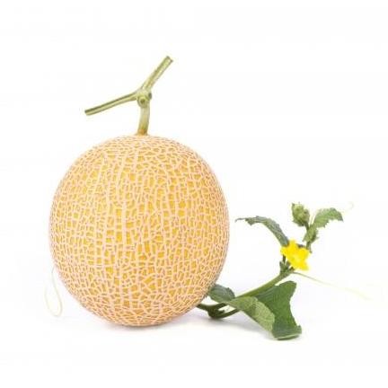 || BANANA / Benih melon RZ Inthanon - 1000 kemasan ori ||~~~