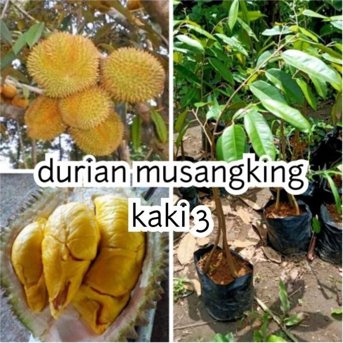 

Terlaris Bibit Durian Musangking Kaki 3
