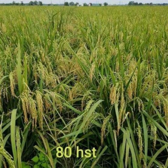 || BANANA / benih padi s400 (srikandi 400) ||~~~