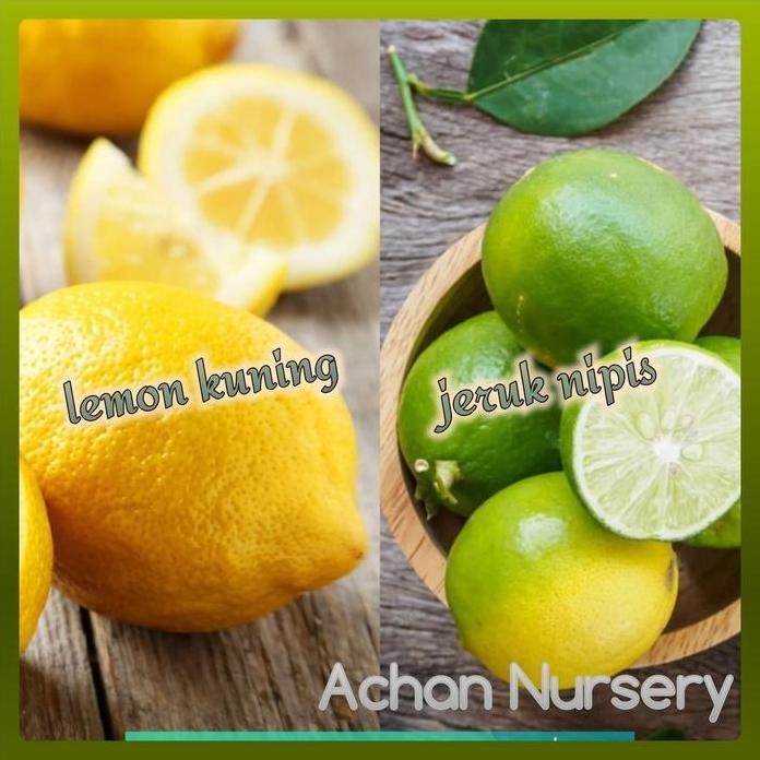 

Terlaris Bibit Jeruk Lemon Kuning Dan Jeruk Nipis