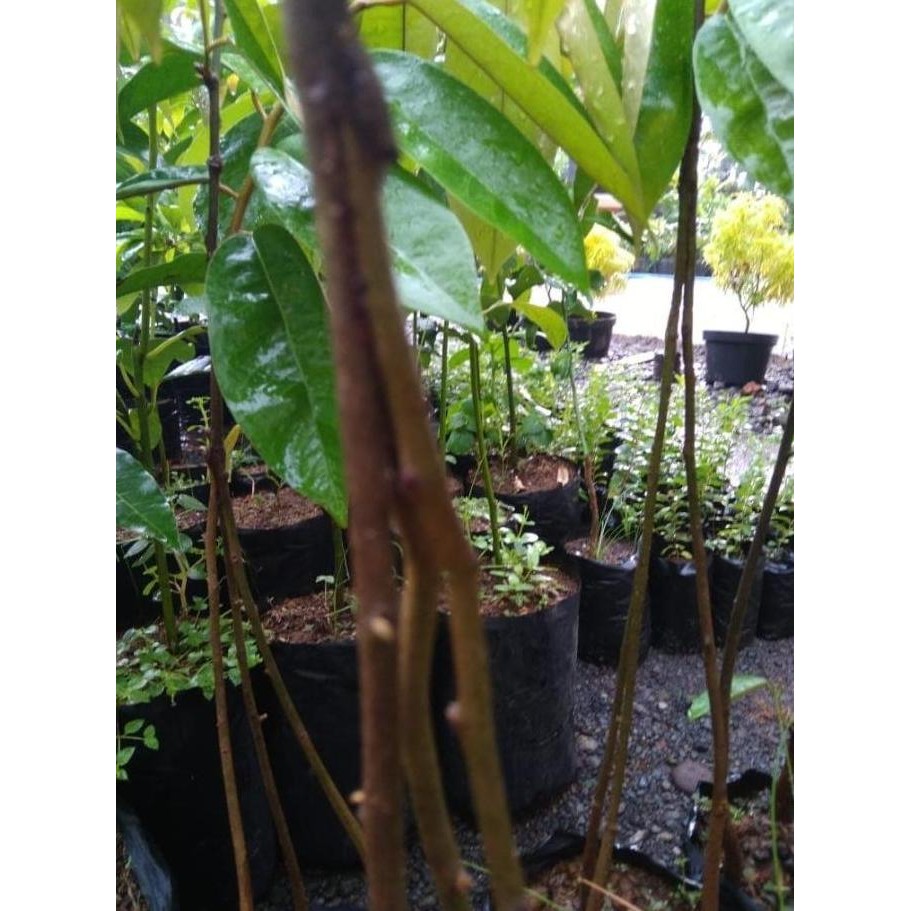 

Terlaris Promo Bibit Durian Merah Kaki Tiga Varietas Unggul | Bibit Durian