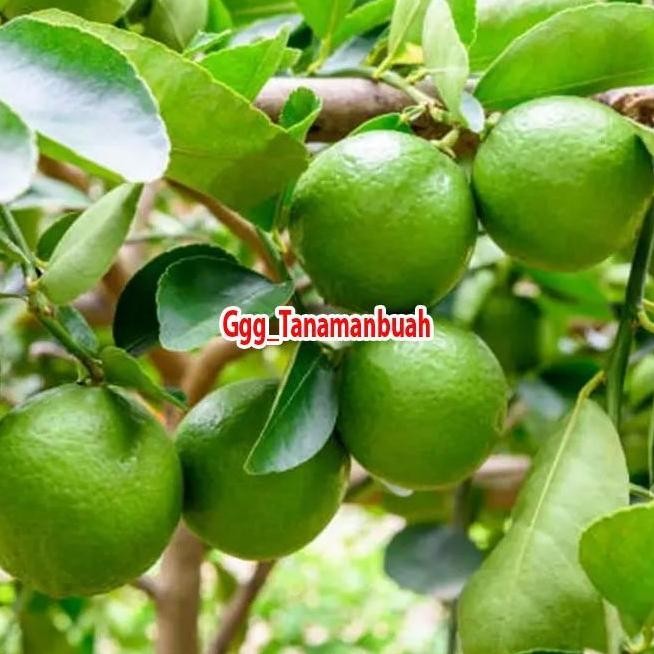 

Terlaris Ready Stok! Bibit Jeruk Nipis Jumbo Super Cepat Berbuah