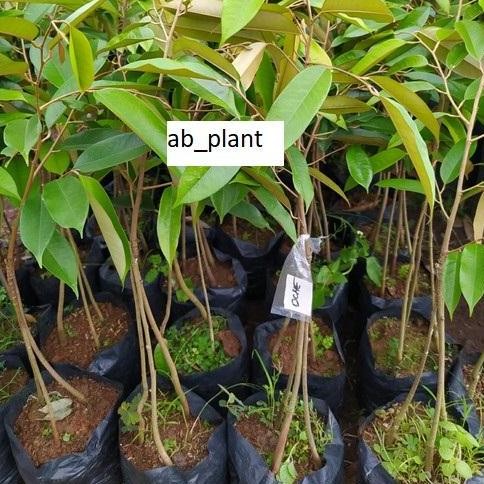 

Terlaris Bibit Durian Ochee Super