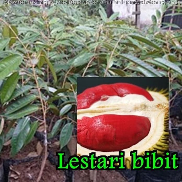 

Terlaris Bibit Tanaman Durian Merah