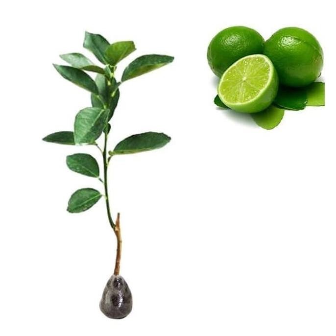 

Terlaris Bibit Buah Jeruk Nipis Jumbo