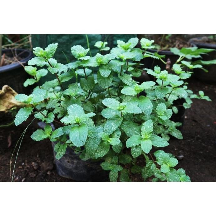 

Terlaris Biji Benih Daun Mint Berkualitas | Bibit Daun Mint