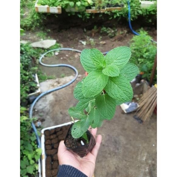 

Terlaris Bibit Mint, Daun Mint, Tanaman Mint, Egyptian Mint Dubgyu 1383Wb