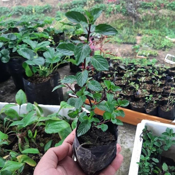 

Terlaris Bibit Mint, Daun Mint, Tanaman Mint, Mentha Gracilis, Ginger Mint