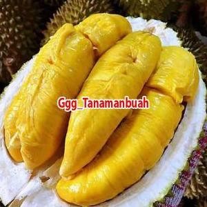 

Terlaris Bibit Durian Monthong Siap Berbuah