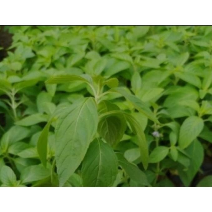 

Terlaris Bibit Daun Mint Peppermint Rimbun Zdxjxi 9974Hg