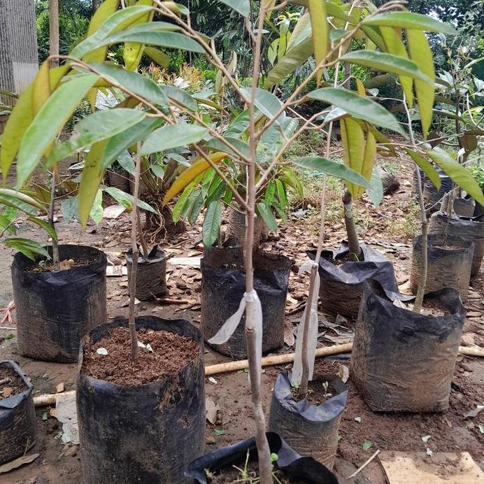 

Terlaris Bibit Durian Jack Sparow