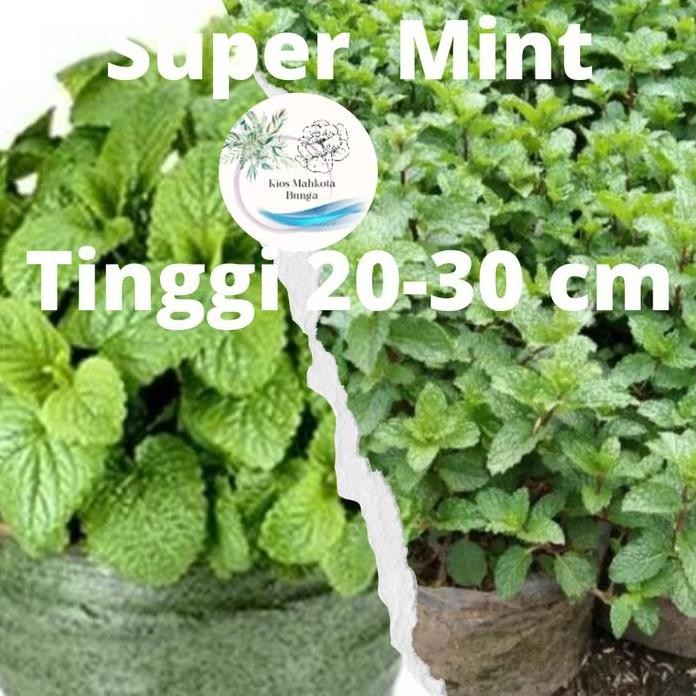 

Terlaris Tanaman Peppermint / Bibit Daun Mint Siap Tanam Bisa Untuk Minuman