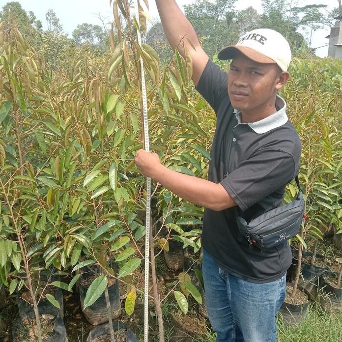 

Terlaris Bibit Durian Supertembaga Ukuran 1.5