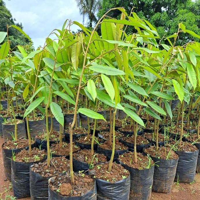 

Terlaris Bibit Durian Musangking Ukuran 60-70 Cm