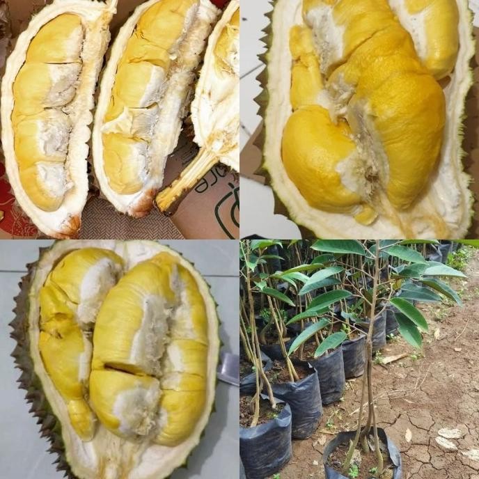 

Terlaris Bibit Durian Bawor Kaki 3 Cepat Berbuah