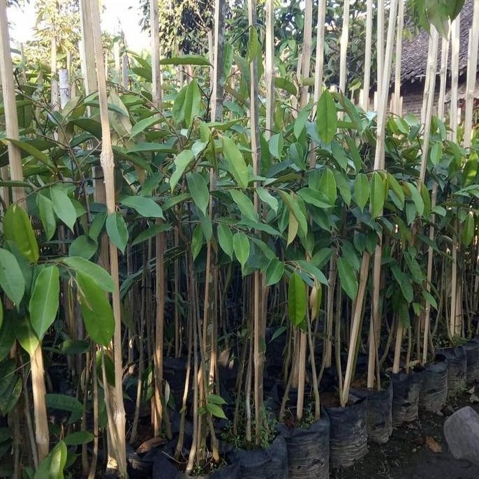 

Terlaris Bibit Durian Musangking Kaki 3 1 Meter
