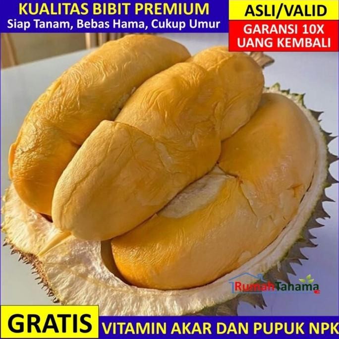 

Terlaris Bibit Tanaman Buah Durian Duri Hitam Unggul Bergaransi Terlaris