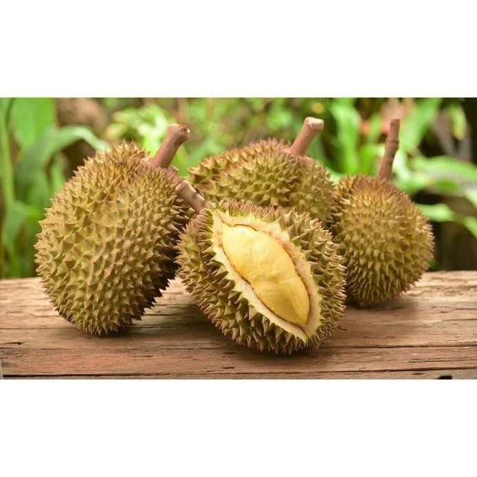 

Terlaris Bibit Tanaman Buah Durian Matahari 80 Cm