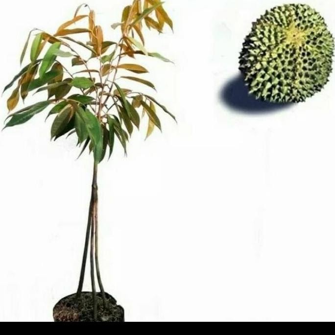 

Terlaris Bibit Durian Duri Hitam Kaki 3