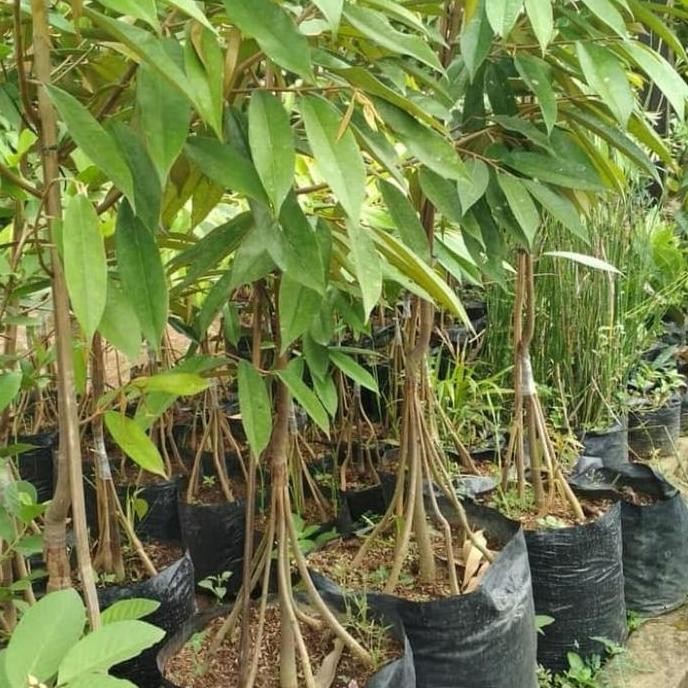

Terlaris Bibit Durian Pelangi Kaki 7 1,5Meter Up