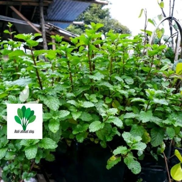 

Terlaris Bibit Tanaman Daun Mint-Daun Spear Mint-Mentha