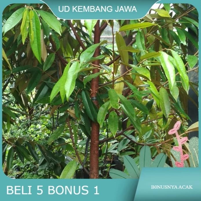 

Terlaris Bibit Pohon Durian Musang King Umur 3 Tahun Tinggi 1.5 Meter