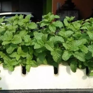 

Terlaris Tanaman Daun Mint Bibit Mint Banyak Hasiat